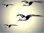 Image of Spot Lit Birds 